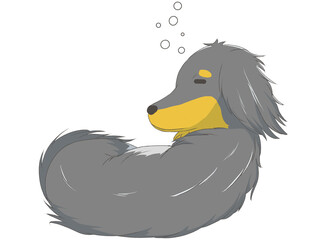 ミニチュアダックス8