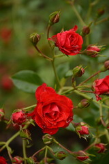 Branch with red small red rose flowers