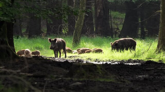Wildschweine im Wald