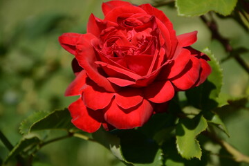 Large bright red rose close up