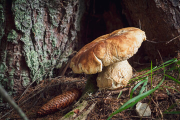 a big porcini and a spruce cone on the forest floor with a tree trunk from a spruce in the background at a summer morning