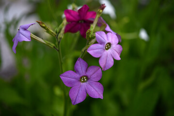 Colorful flowers of fragrant tobacco in the summer garden. Nicotiana alata. Decorative tobacco flowers.