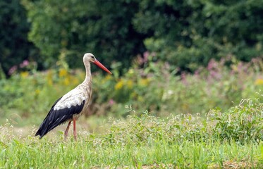 white stork standing in the bushes, southern Poland