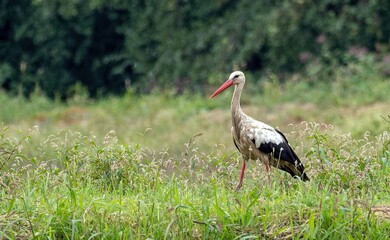white stork standing in the bushes, southern Poland