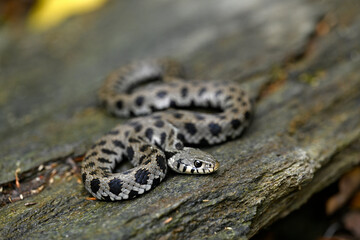 Ringelnatter, Kykladen-Ringelnatter // Grass snake (Natrix natrix cf. schweizeri) - Insel Andros, Kykladen, Griechenland