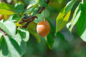 Cherry plum branches with yellow fruits on tree in garden. Sweet spreading plum berries ripen. Prunus cerasifera is plant family rosaceae in orchard. Component of tkemali sauce. Harvesting myrobalan.