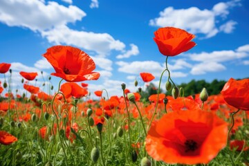 A field of vibrant red poppies under a bright blue sky with white clouds