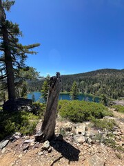 tree in the mountains with lake in the background