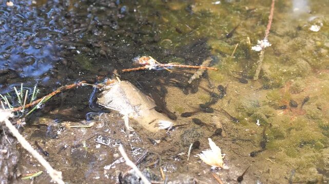 newt tadpoles in a puddle


