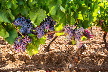 Veraison in a vineyard. Bunches of grapes with berries that begin the ripening phase. Traditional...