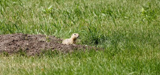 Richardson's Ground Squirrel Peeking Out Of Burrow At Danielson Provincial Park, Saskatchewan Canada July 30, 2024