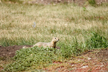 Richardson's Ground Squirrel Peeking Out Of Burrow At Danielson Provincial Park, Saskatchewan Canada July 30, 2024