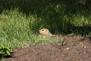 Richardson's Ground Squirrel Peeking Out Of Burrow At Danielson Provincial Park, Saskatchewan Canada July 30, 2024
