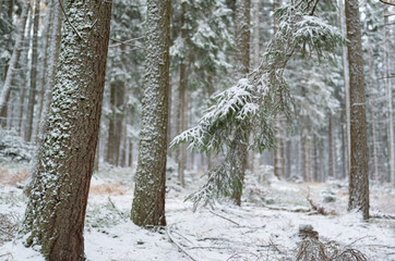 2023-11-18; beautiful winter forest, Karkonosze. Szklarska Poreba, Poland