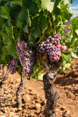 Veraison in a vineyard. Bunches of grapes with berries that begin the ripening phase. Traditional...