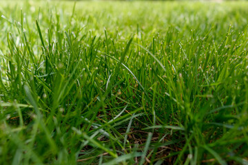 Close up of fresh green grass.