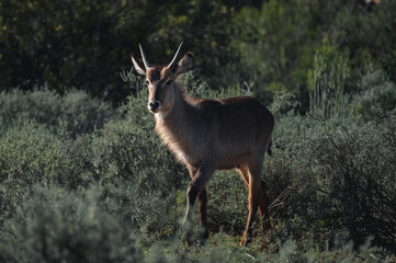 Antilope im Busch Safari