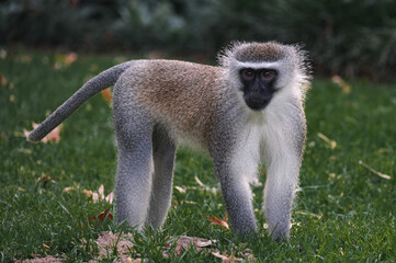 Affe steht auf Wiese