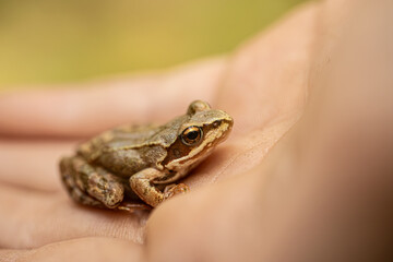 A detailed macro shot of a frogs eye, highlighting the intricate textures and patterns. The background is a soft blur, emphasizing the focus on the frogs eye.