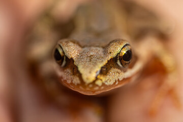A detailed macro shot of a frogs eye, highlighting the intricate textures and patterns. The background is a soft blur, emphasizing the focus on the frogs eye.