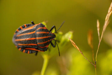 A macro shot of a red and black striped beetle perched on a plant stem. The background is a blurred mix of green and yellow, emphasizing the beetle's vibrant colors and intricate details.