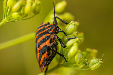 A macro shot of a red and black striped beetle perched on a plant stem. The background is a blurred mix of green and yellow, emphasizing the beetle's vibrant colors and intricate details.