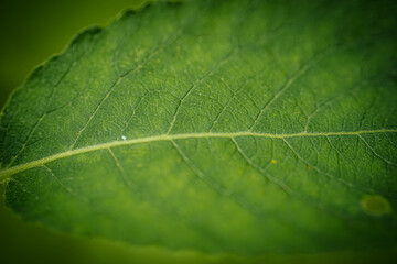 A detailed macro shot of a green leaf, showcasing its intricate vein patterns and texture. The vibrant green color and natural structure highlight the beauty of nature.