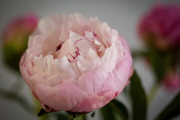 Pink peony flower blossoming bouquet in a beautiful decor close up still