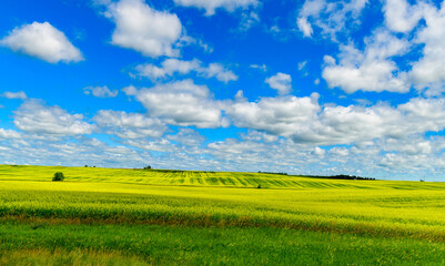 Landscape of blooming rapeseed field in the countryside, lonely tree on the horizon, Northern Minnesota
