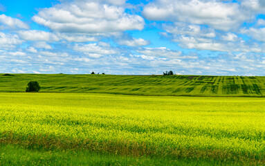 Landscape of blooming rapeseed field in the countryside, lonely tree on the horizon, Northern Minnesota