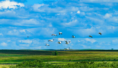 A flock of pelicans in the sky against the background of clouds in northern Minnesota