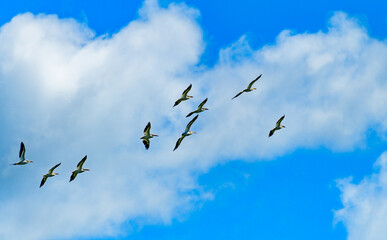 A flock of pelicans in the sky against the background of clouds in northern Minnesota
