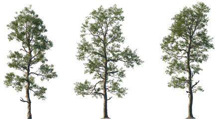 Set of 3 Sassafras albidum (white sassafras, red sassafras, or silky sassafras) isolated png in sunny daylight on a transparent background perfectly cutout