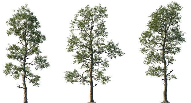 Set of 3 Sassafras albidum (white sassafras, red sassafras, or silky sassafras) isolated png in sunny daylight on a transparent background perfectly cutout