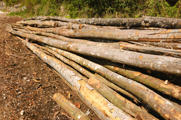 Stack of sawn trunks on the ground covered with wooden chips. Saw mill in forest.