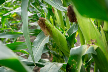 Close up of a corn cobs  on a farm field.