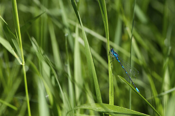 Coenagrionidae. blue dragonfly on a green leaf. A dragonfly with big eyes close-up sits on a green leaf of a river plant. natural blurred green background. macro of a insect.
