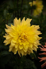 Dahlia Golden Emblem