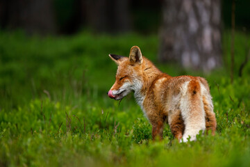Gourmand fox. Hungry red fox, Vulpes vulpes, sniffs about prey in blueberry, licks on its nose. Beautiful orange fur coat animal. Wild cute vixen in spring nature. Wildlife. Beast in natural habitat.