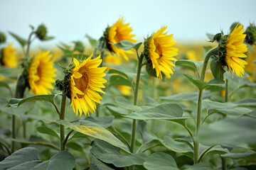 field view, large yellow sunflower for background. Yellow sunflowers in sunlight. good harvest concept, bright sunny flower. farming, vegetable garden, field, growing seeds for oil. side view