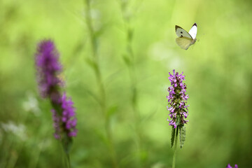 Pieris rapae. white butterfly flies over pink wildflowers. summer season. beautiful delicate butterfly on a flower close-up. Blurred light background. insects in nature, macro photo.