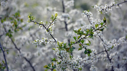 Twig of flowering blackthorn, Prunus spinosa, in spring. white flowers, natural floral background....