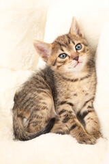 Obraz premium Cute fluffy kitten on pet bed. Baby animal