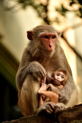 The monkey mother and her child 