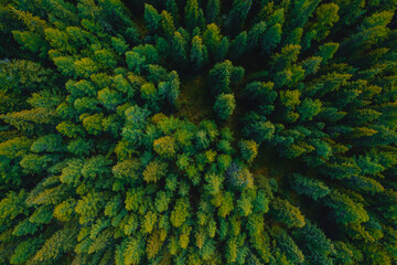 Aerial top view green forest and green trees in rural Altai, Drone photo