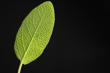 One sage leaf on black background, closeup. Space for text