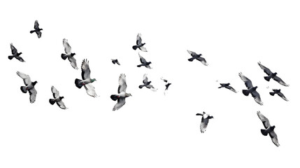 Flocks of flying pigeons isolated on white background. Save with clipping path.