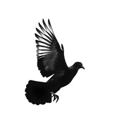 Fototapeta premium Abstract pigeon flying silhouette, white background