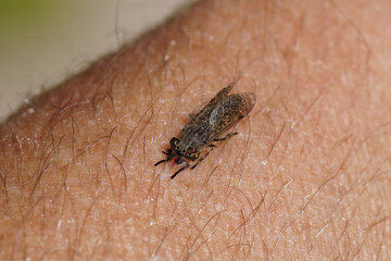 Haematopota pluvialis, common horse fly, notch-horned cleg fly, family Tabanidae, subfamily Tabanina.  Female fly bites and sucks blood from an arm. Summer, August, Netherlands