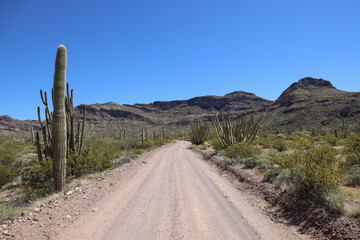 Road through Organ Pipe Cactus National Monument, Arizona